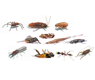Pests Pests